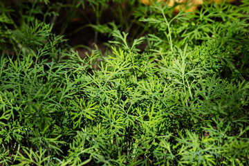 Green seedling. Plant, herb and vegetable. Nature photography.