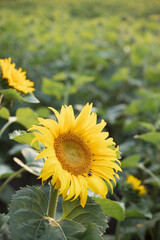Sunflower close up in the Ukraine.