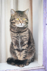 Cute tabby cat sitting behind window and looking outside