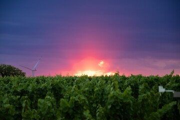 Green vineyards and a wind turbine at the beautiful sunset. Rhineland-Palatinate, Germany.