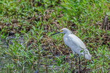 Snowy Egret searching for food on the banks of a pond in City Park, New Orleans, Louisiana, USA
