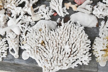 Closeup of beautiful white corals from the Maldives. © Patrick Leier/Wirestock Creators