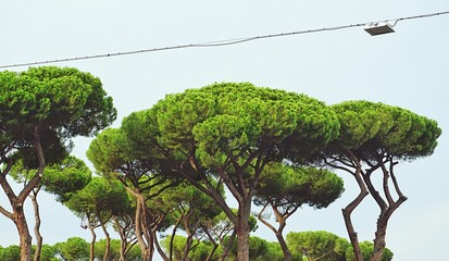 View of the Stone pine trees