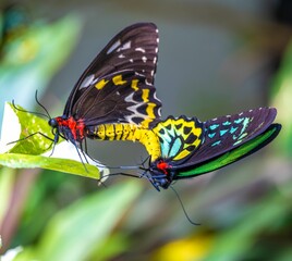 Mating of two beautiful colorful butterflies