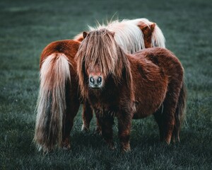 Closeup shot of two cute brown miniature horses in a grass field in countryside