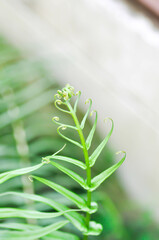 Pteris vittata or Pteris vittata L or fern , fern