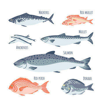 Fish set flat style salmon, dorado, red mullet, anchovies, mullet, red perch, mackerel. Vector illustration