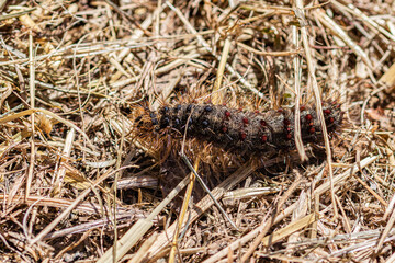 black and yellow caterpillar