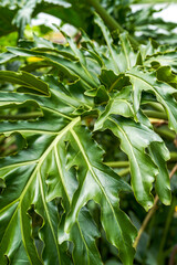 Close-up of lush spring feather leaves planted in the park