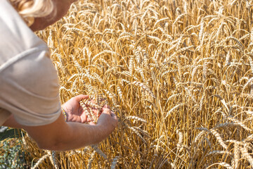A man holds ears of wheat in his hands in an agricultural field. Agronomy and grain growing