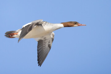 Common Merganser