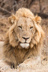 Fototapeta na wymiar Lion portrait