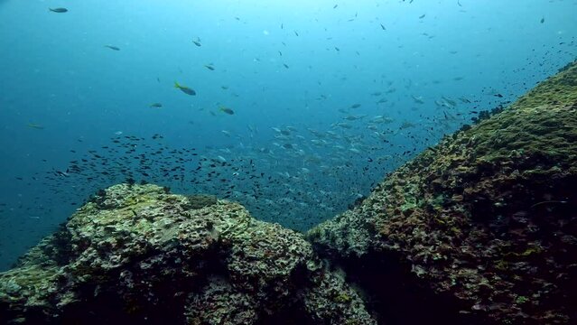 Under water film from Thailand of a large coral reef ridge with a large group of tropical One Spotted Snapper fish swimming downwards behind the reef