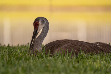 Sunset Sandhill Crane