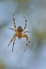 A spider with cross on the back sitting in its web