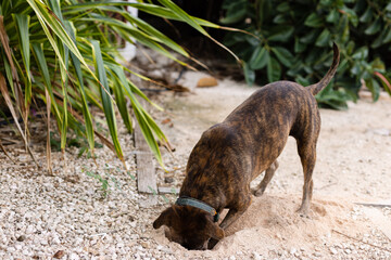 Dog is digging hole in a garden.