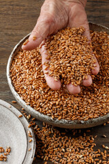 Still life of the wheat harvest. Hand of an old woman pour grains of ripe wheat in a bowl. Close-up. Selective focus