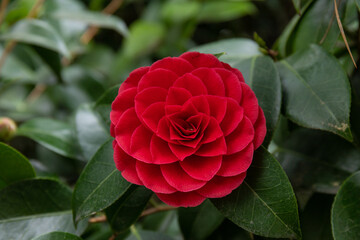 Incredible beautiful red camellia - Camellia japonica, known as common camellia or Japanese...