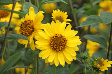 Heliopsis helianthoides, false sunflower, in bloom.