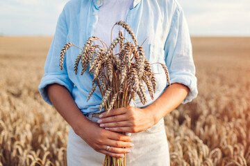 Close up of wheat bundle in female hands in summer field at sunset. Harvest in Ukraine. Agriculture...