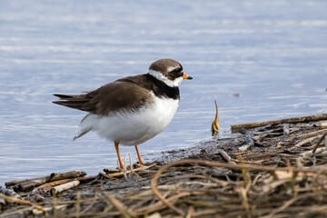 Common Ringed Plover
