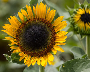 Sunflower patch