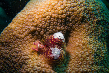 Christmas Tree Coral Worm
