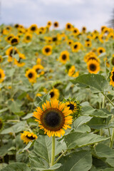 Sunflower patch