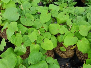 Abelmochus esculentus coarse hairy stem a single leaf Contains substances that help coat the stomach and intestines Prevents stomach ulcers from spreading maintain blood pressure