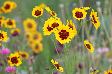 Plains coreopsis golden tickseed in flower