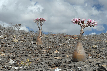 Adenium