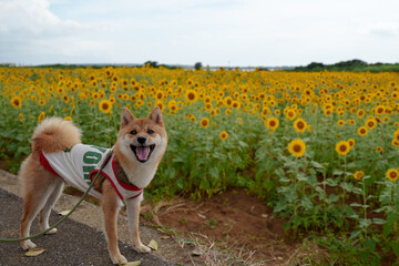 宮古島　柴犬　ひまわり畑の前で