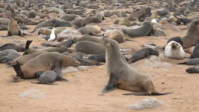 A huge colony of seals on the Atlantic coast in Namibia. Huge group of Cape Fur Seals at Cape Cross, Namibia with more than 100000 animals