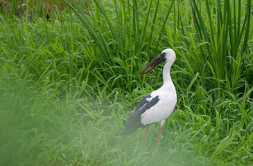 Naklejka premium Bird
