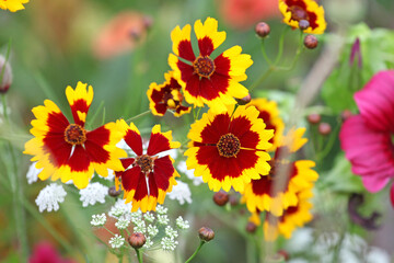 Plains coreopsis golden tickseed in flower