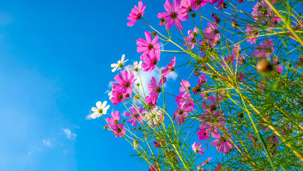 Cosmos flower background and blue sky