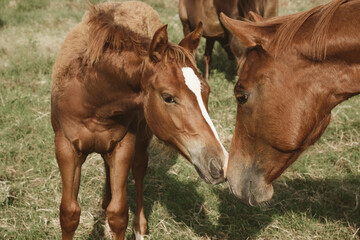 Curious animal behavior of foal horse with mare closeup with herd on ranch in Texas.