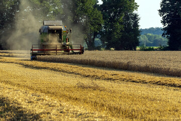 Obraz premium The work of the harvester in the wheat field.