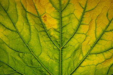 Naklejka na ściany i meble Detail of courgette leaf