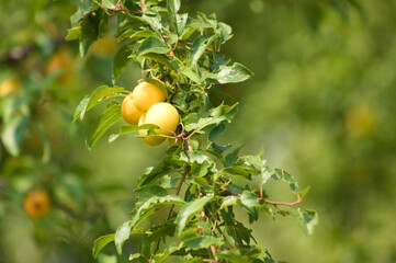 Closeup of american plum fruits on branch with selective focus on foreground