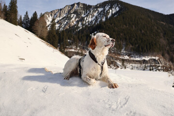 Spitzingsee English Setter