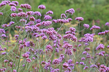 Lilac Purpletop vervain in flower.