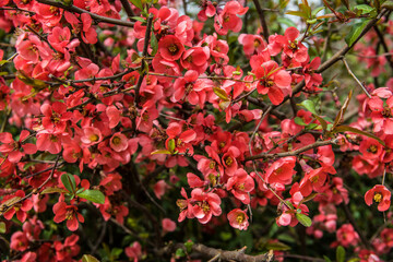 Fototapeta premium Bright red flowers of a Flowering quince, Chaenomeles speciosa, shrub. a thorny deciduous or semi-evergreen shrub also known as Japanese quince or Chinese quince. Spring floral background.