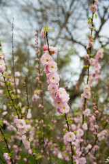 Blooming decorative almonds. Spring flowers. Pale pink inflorescences of flowering almonds.