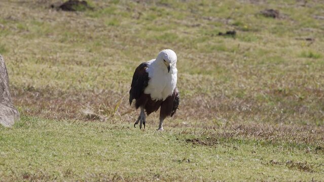 A rescued African fish-eagle with an injured wing is walking on a grassy plain in a bird sanctuary.