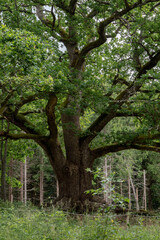 Old oak tree (Paavolan tammi) in Lohja, Finland.