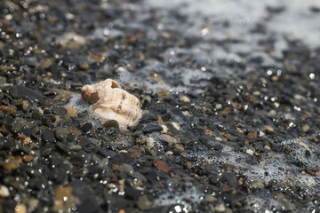 A seashell in sea foam on the beach.