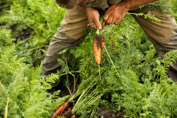 Organic carrot harvest in a garden in Berlin, Germany