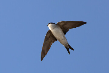 Northern House Martin
