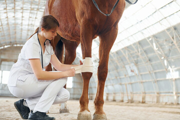 Damaged knee is getting bandaging. Female doctor in white coat is with horse on a stable